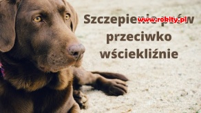 Szczepienie ps&oacute;w przeciwko wściekliźnie