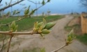 wiosna w Rokitach_8