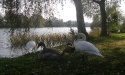 Łabędzie_17