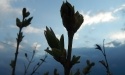 wiosna w Rokitach_11