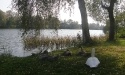 Łabędzie_24