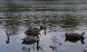 Łabędzie_39