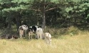 Letnie widoki_21