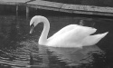 Nasze Rokity_5