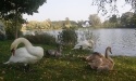 Łabędzie_20
