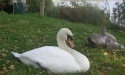 Łabędzie_23