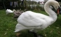 Łabędzie_35