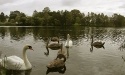 Łabędzie_46