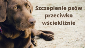 Szczepienie ps&oacute;w przeciwko wściekliźnie